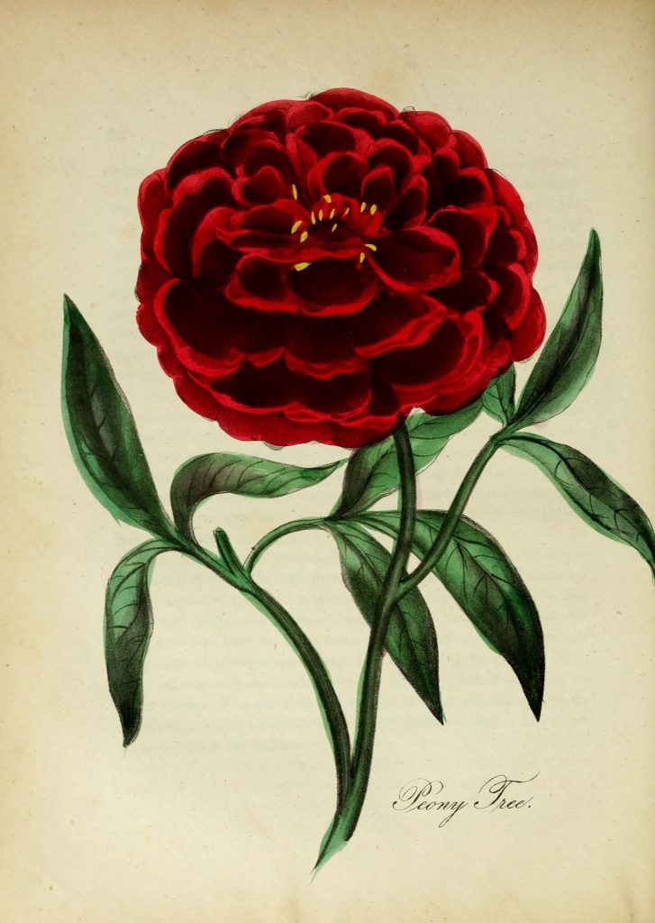 Hand-coloured botanical plate of a deep crimson tree peony in full bloom